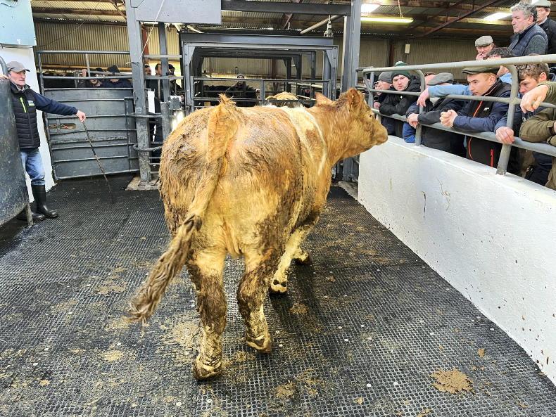 Camera at the Mart numbers on the rise in Newport Free