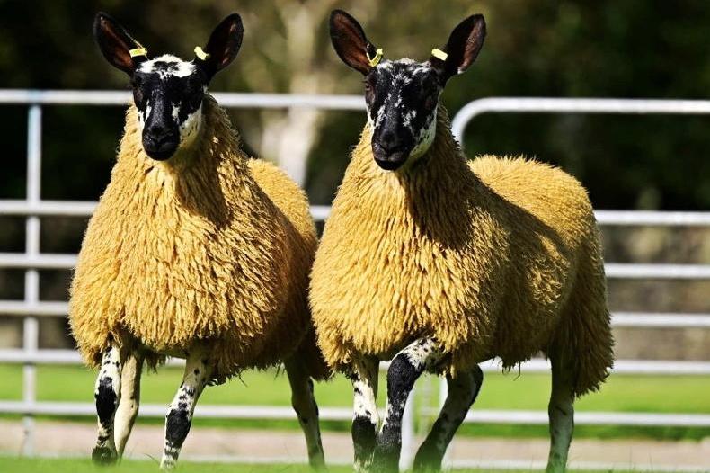 Suftex ewe lamb tops Springhill female sale at 2,700gns - Free