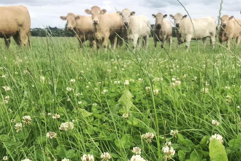 ProClova XL: the ideal post-reseeding herbicide - Free