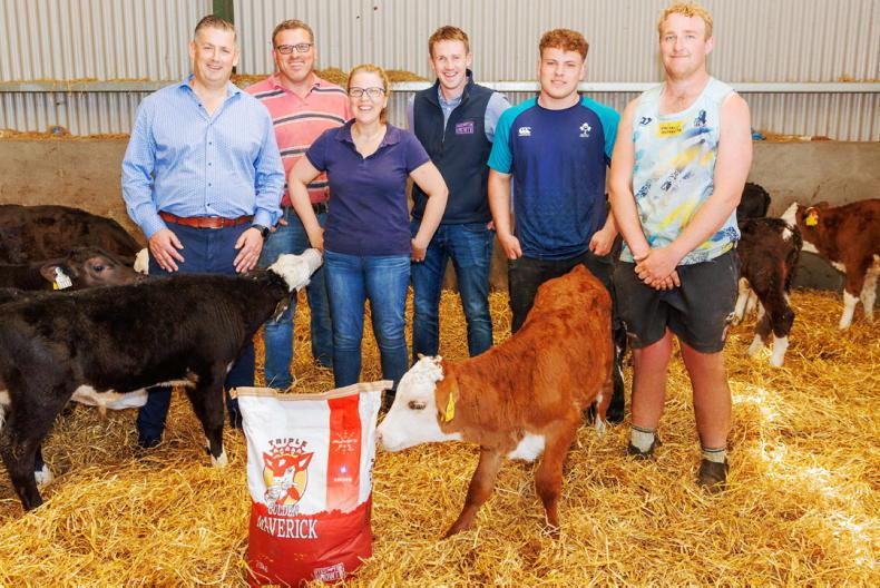 Close-up of healthy calf being examined on a modern Irish farm.