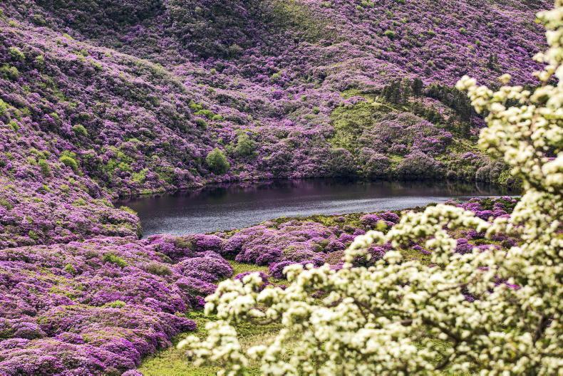 Rhododendron and ferret clampdown - Free