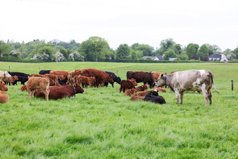 Irish beef price trend opposite to southern hemisphere and US