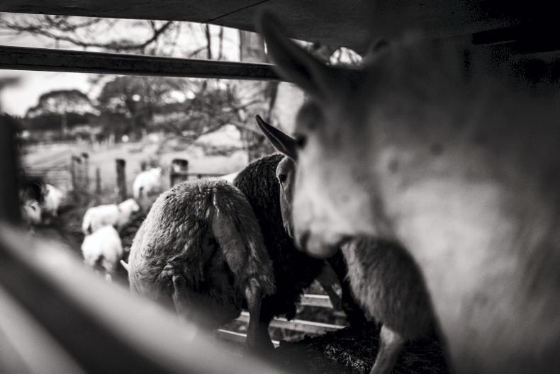 Farmer pleads guilty to theft after buying sheep with cheques that bounced