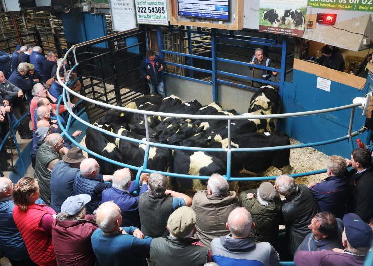 Farmers cash in on strong reared calf prices 