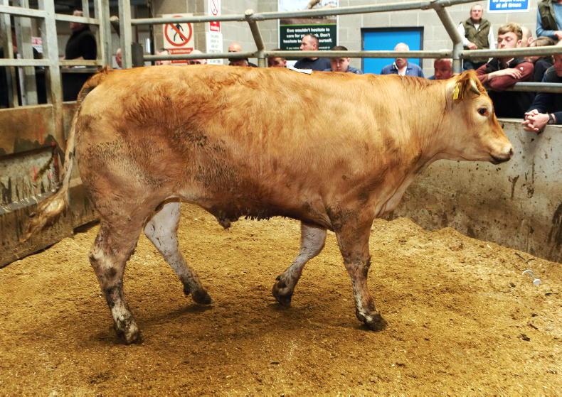 Beef finishers need a steady market
