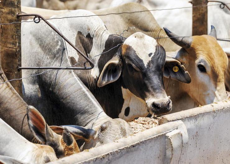 Mullooly seeks clarity on pre-packed beef labels