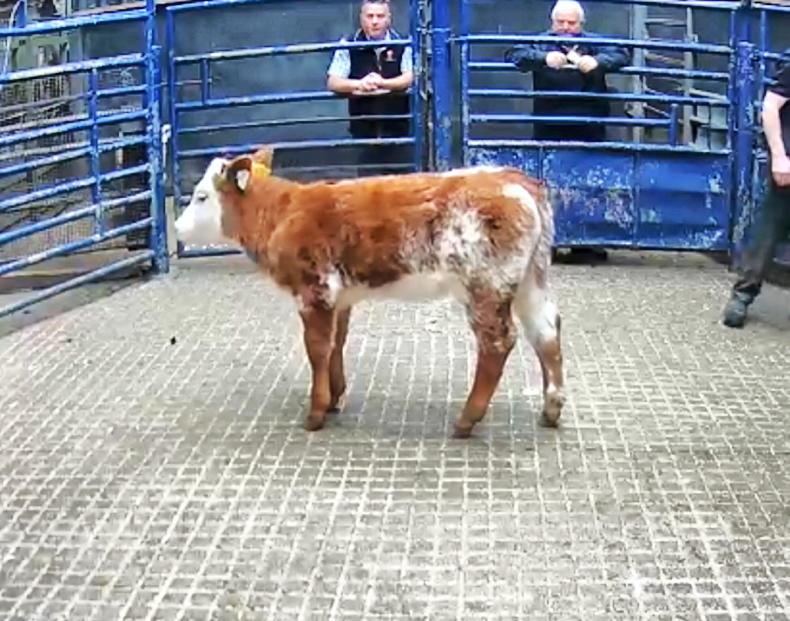 Limousin-cross calf hits €1,900 in Carrigallen Mart