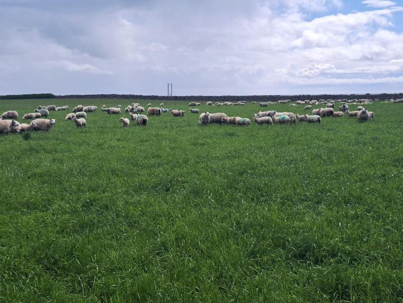 Award-winning Co Down farmer enjoys huge success with multispecies swards 