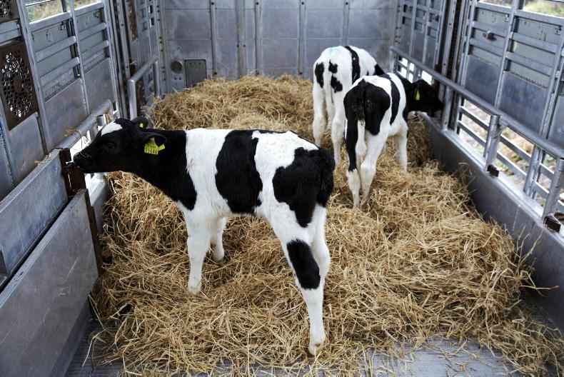 Fresh blow to Irish calf exports