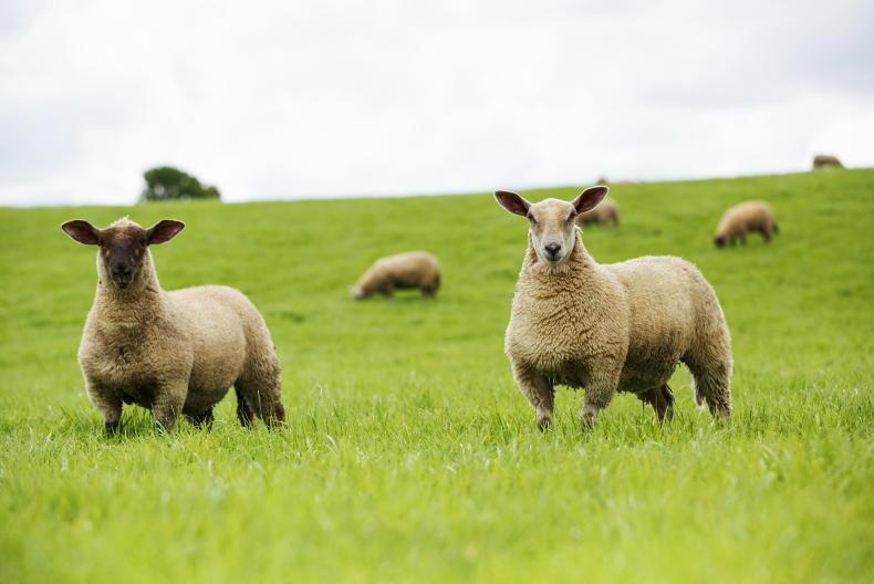 Sheep price update: base quotes cut by 20c/kg to 40c/kg