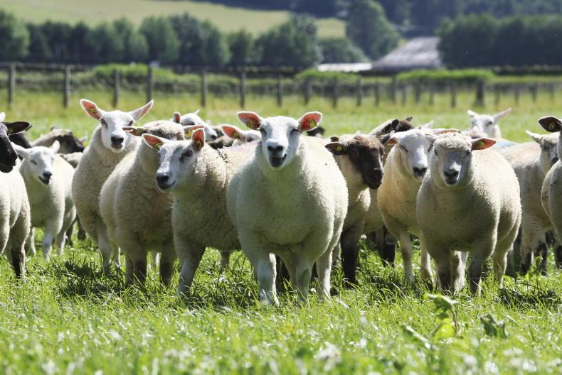 Bord Bia launches campaign to encourage young people to choose lamb