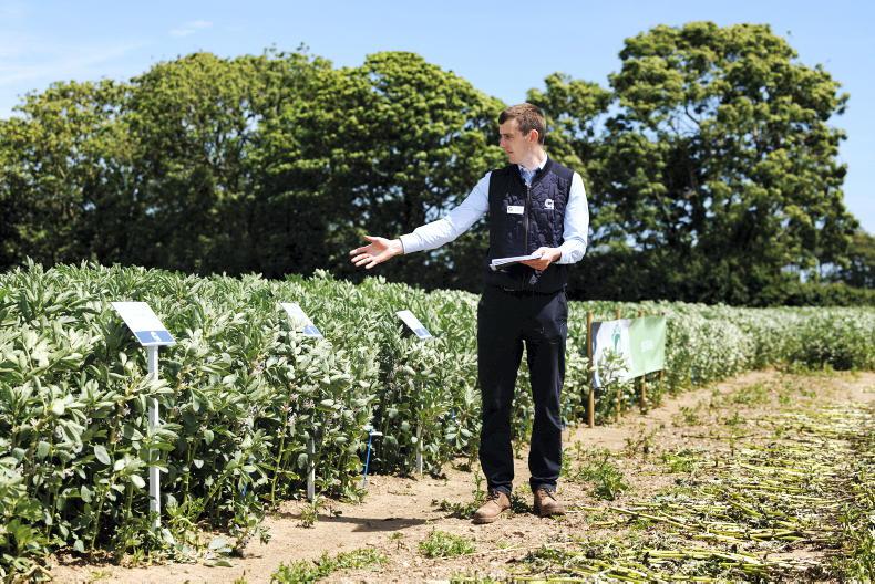 Protein payment could be €510/ha in 2026