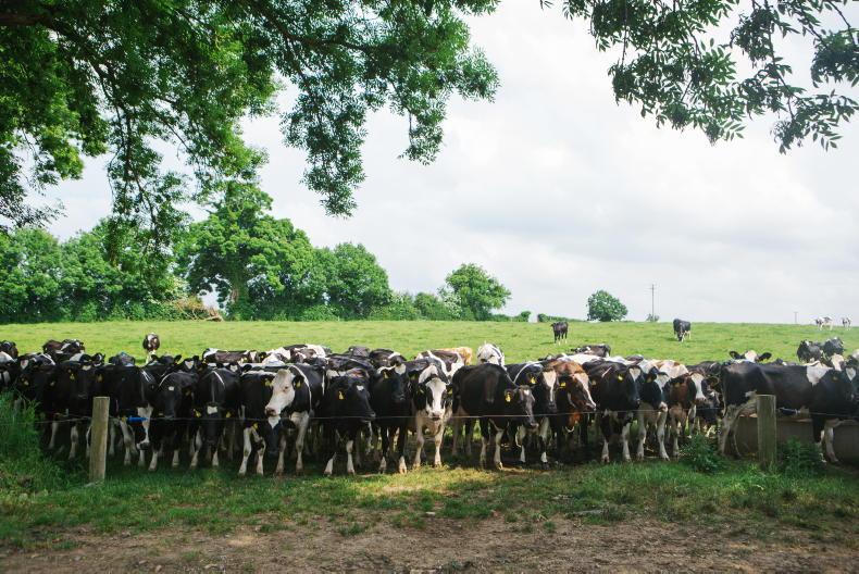 Preventing heat stress in dairy cows
