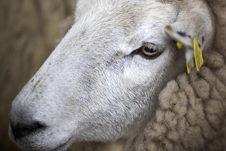 Progress stalls with new sheep scheme