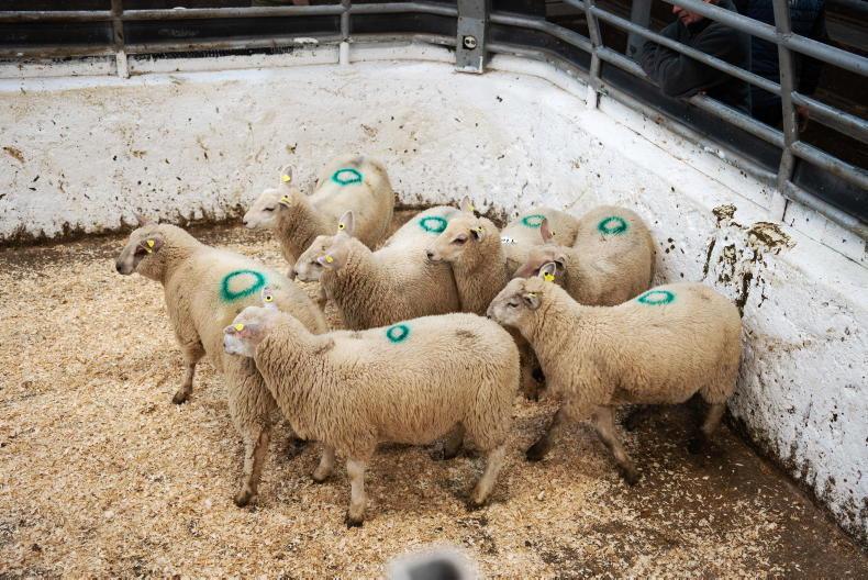 Sheep Trends: base quotes fall by 30c/kg to 40c/kg