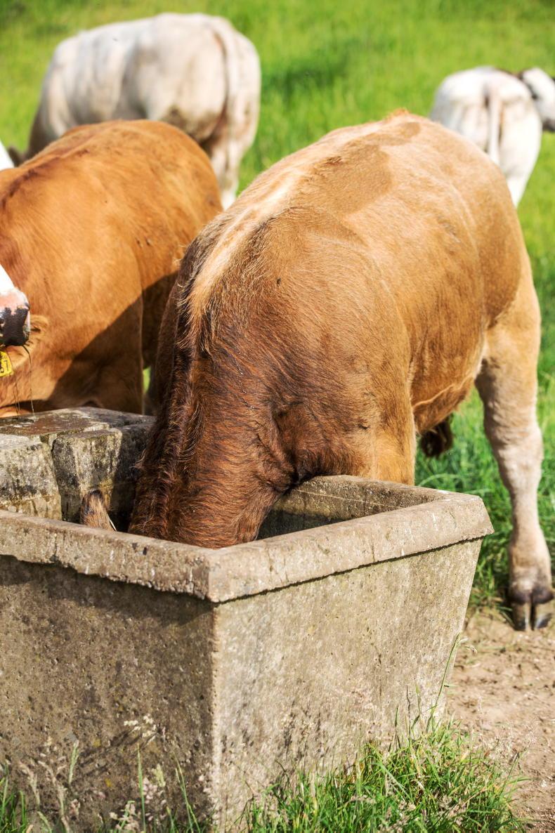 Heatwave advice: managing beef cattle in hot weather 