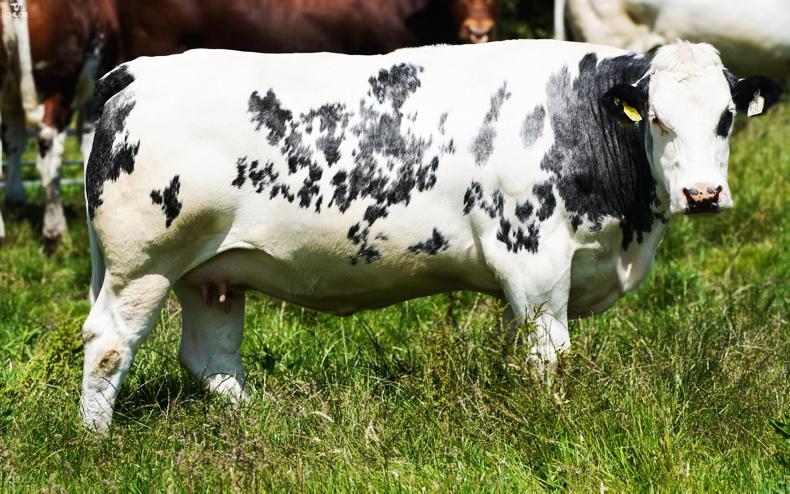 Watch: Belgian Blue springer sells for €6,150 in Balla