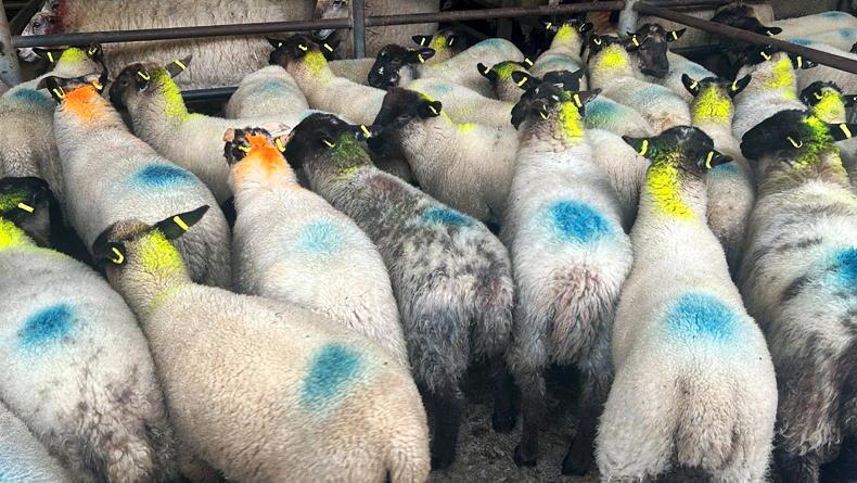 Camera at the Mart: brisk start to store lamb sales in Manorhamilton Mart