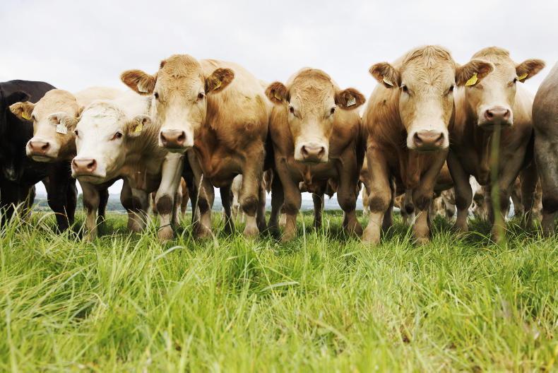 30,000 fewer cattle drafted from CFUs in 2026