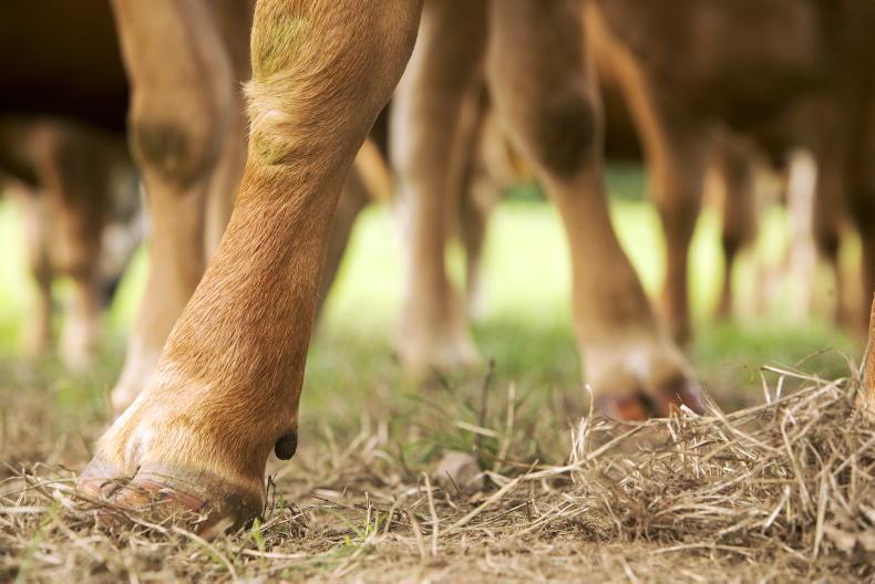 EU beef prices appear to be stabilising – Commission