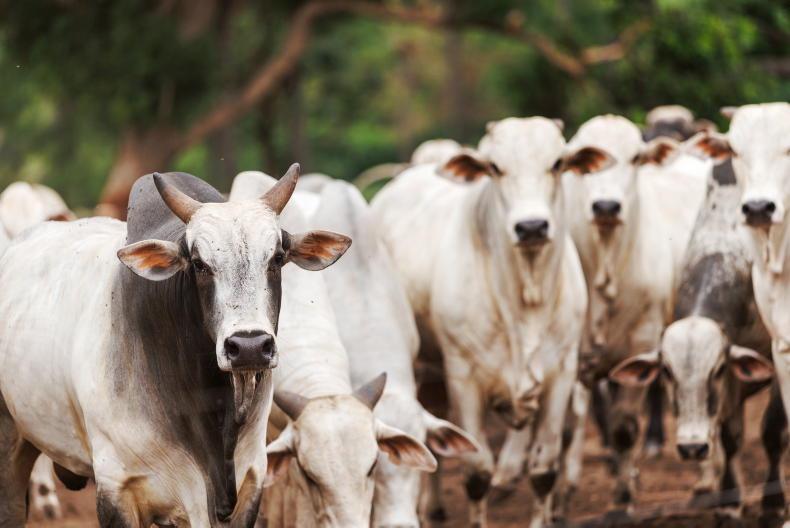 EU doubles down on Brazilian beef ban