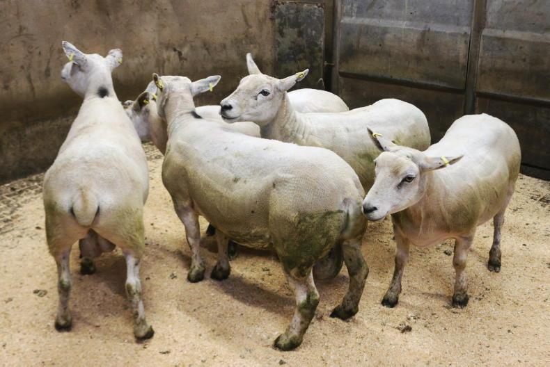 Sheep mart prices: more life for lambs in some sales