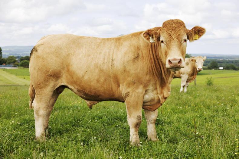 Factories scramble for beef as supplies plummet