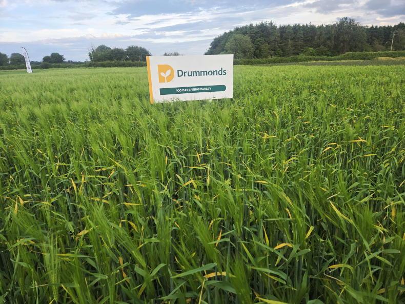 100-day spring barley being grown in Co Louth