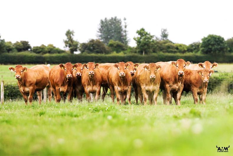 Limousin society to hold separate non ET-bred classes at national show