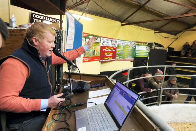Mart manager view: hoggets start brightly as beef cattle demand rebounds