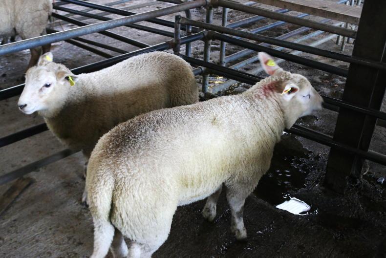 More positive tone to lamb prices