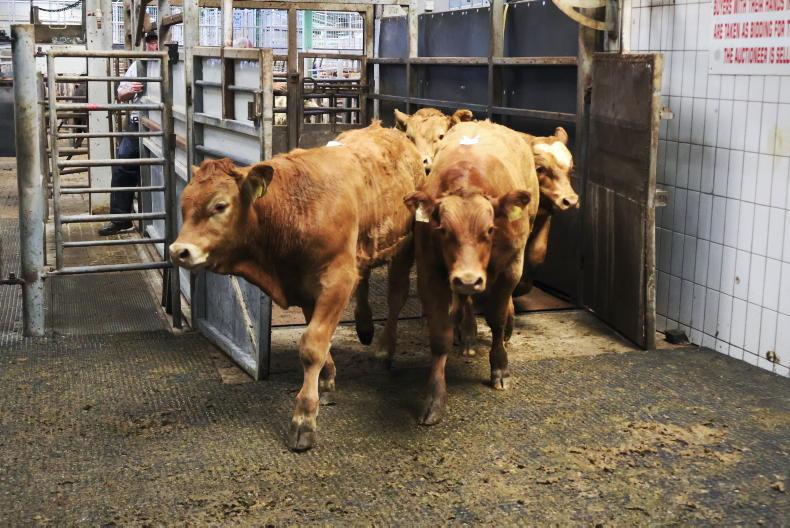 Camera at the Mart: shippers account for over 40% of bulls in Ennis