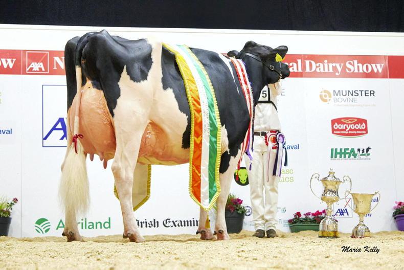 Cork show cow makes Irish history with first EX97 score in almost 30 years