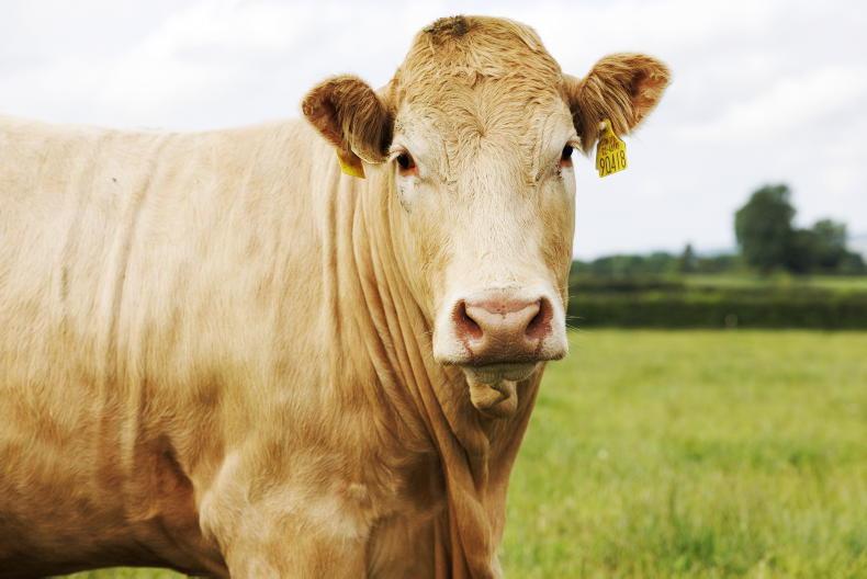 Further EU cattle declines to keep high floor under beef prices