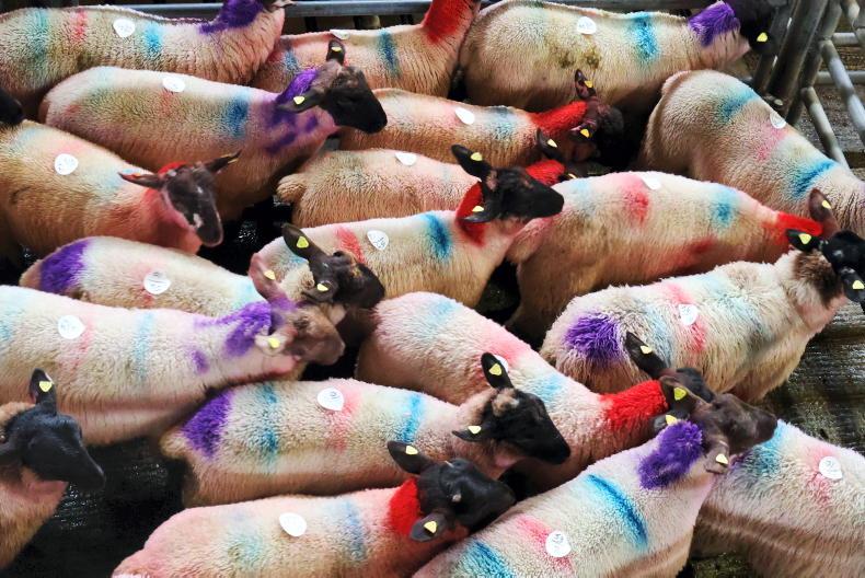 Sheep sales nosedive by 19% in marts 