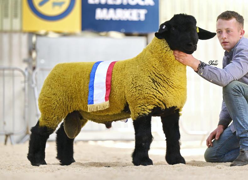 Record price of £55,000 for Suffolk ram lamb