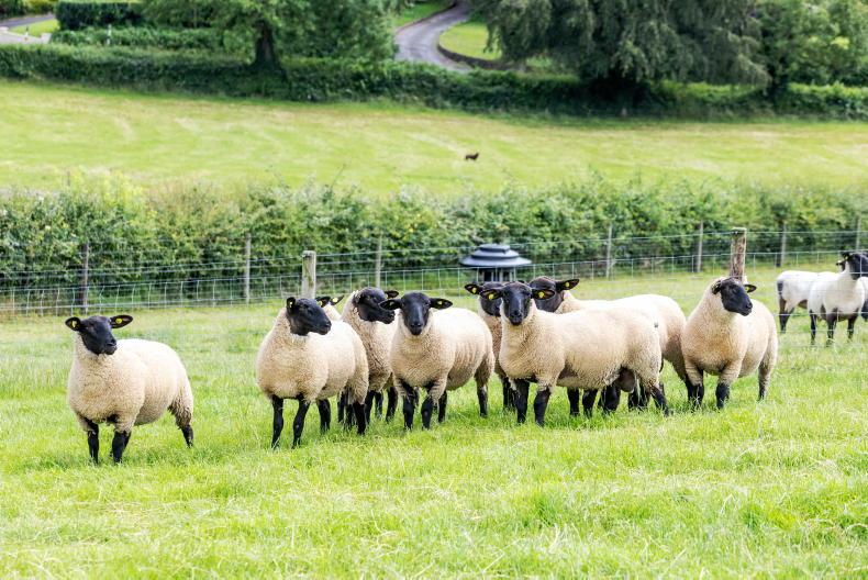Ewes die from consuming acorns and plants