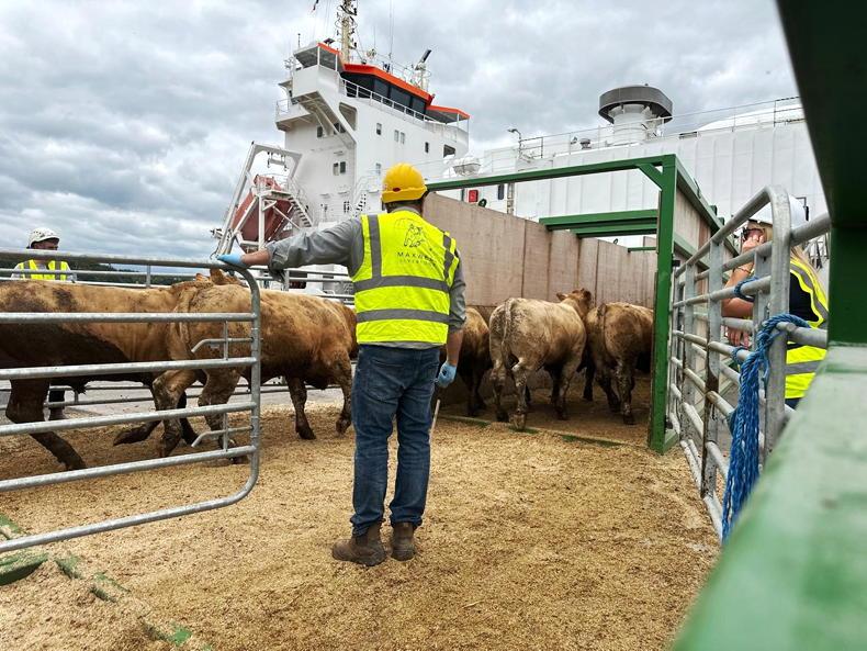 Watch: Maxwell Livestock load 1,900 bulls for Morocco