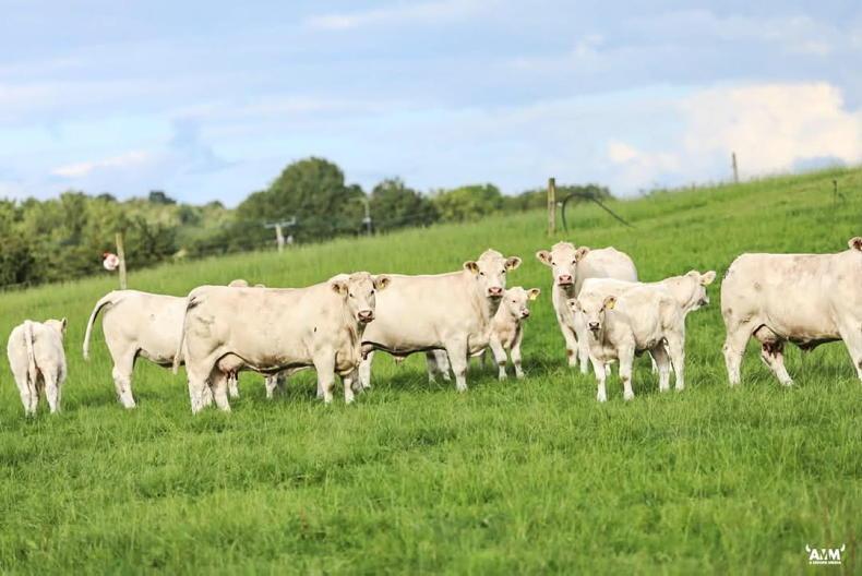 Pedigree Charolais herd impresses at IGA beef walk