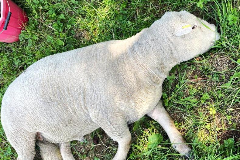 Sheep ‘dropping down dead’ in fields from bluetongue in England, farmer warns