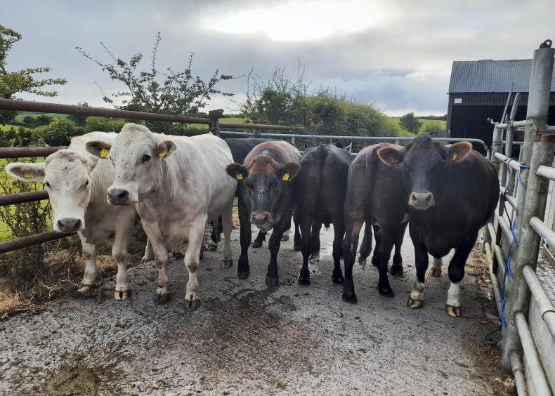 How to make money out of beef cattle