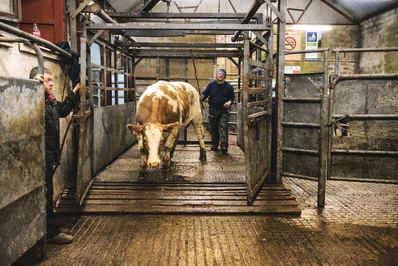 Watch: farmers opting for the mart to sell finished cattle