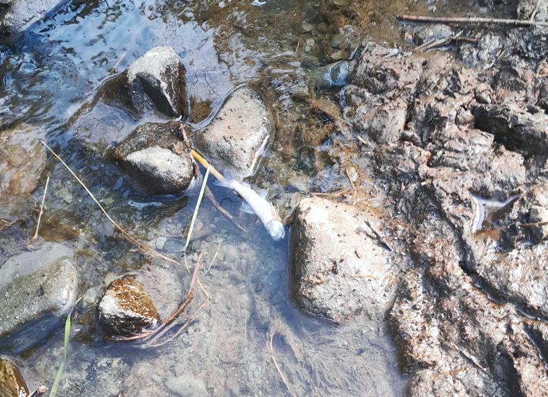Over 500 fish found dead along 9km stretch of river in Meath