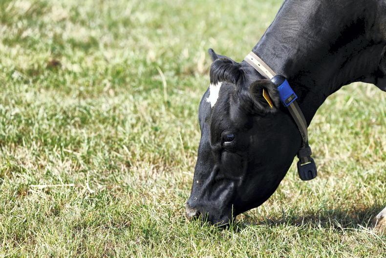 Marts brace for a surge in cow numbers 