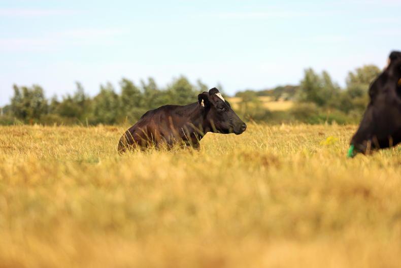 Drought: Carlow farmer's well running dry every evening 