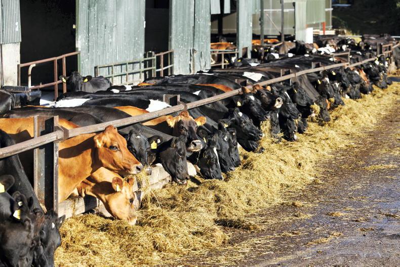 Fodder imports a non-runner as French seek Irish supplies, Heydon maintains