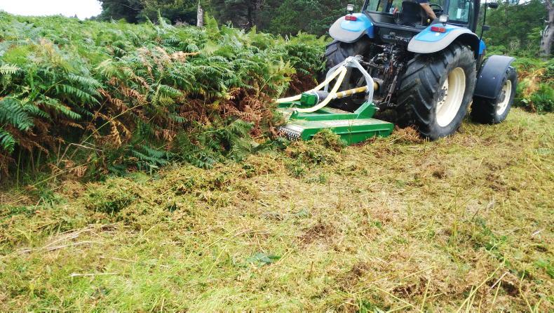 Vet’s Corner: bracken poisoning and its detrimental risks