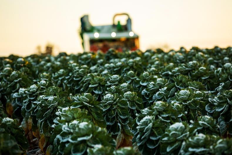 Six retailers commit to supporting Irish growers and produce in charter