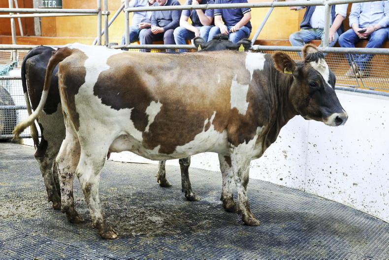 Camera at the Mart: beef cattle holding firm in Mid Tipp Mart 