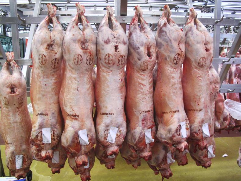 Sheep price update: base lamb quotes at €7.70/kg